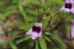 Asystasia travancorica